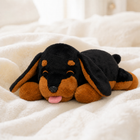 Dachshun